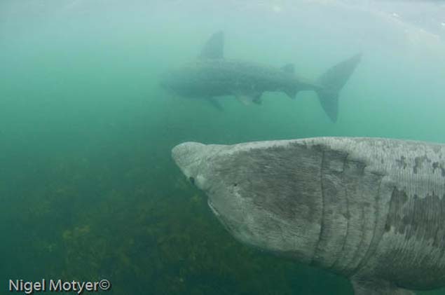 Two Basking Sharks Image Nigel Moyter