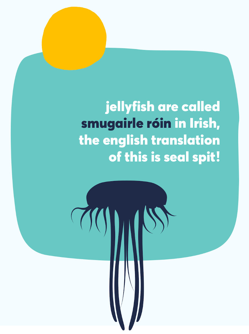 Marine fact about jellyfish from the Marine Institute