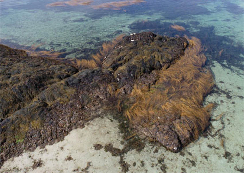 Ireland’s seaweed resource