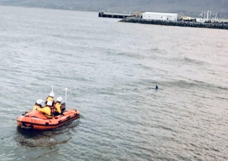 Fenit lifeboat volunteers come to the aid of the solitary dolphin