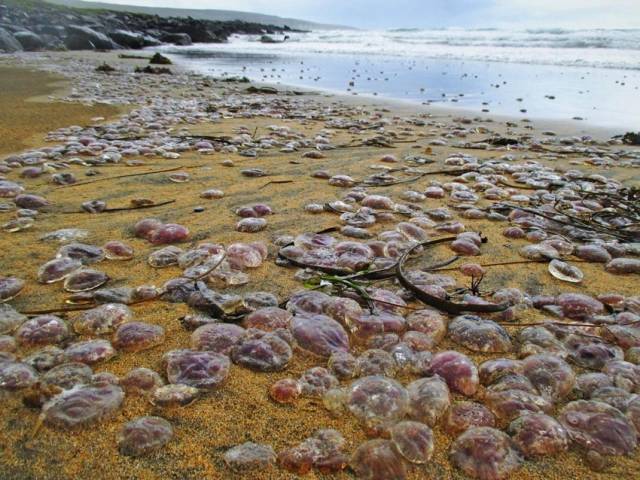 Mauve jellyfish on the beach at Fanore on Friday 30 September