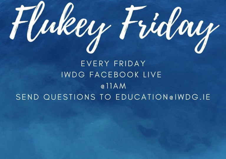 Join Irish Whale & Dolphin Group On Facebook Live For ‘Flukey Friday’