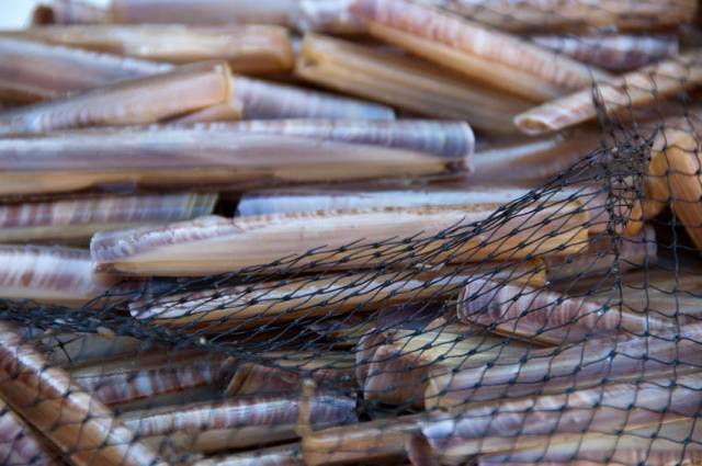 Razor clams fished in Ireland are big on menus in Spain and China