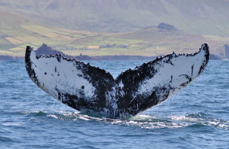 Tail fluke of humpback whale HBIRL55 seen off Co Kerry in the summer of 2015
