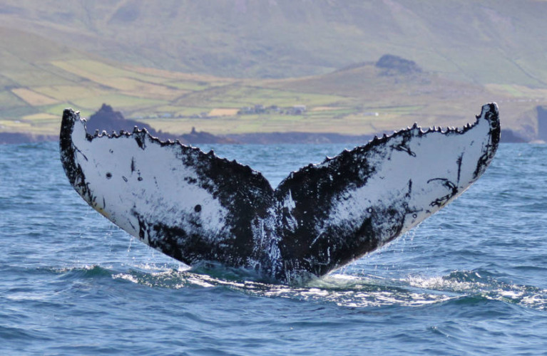 Humpback whale number HBIRL55 spotted off the Kerry coast