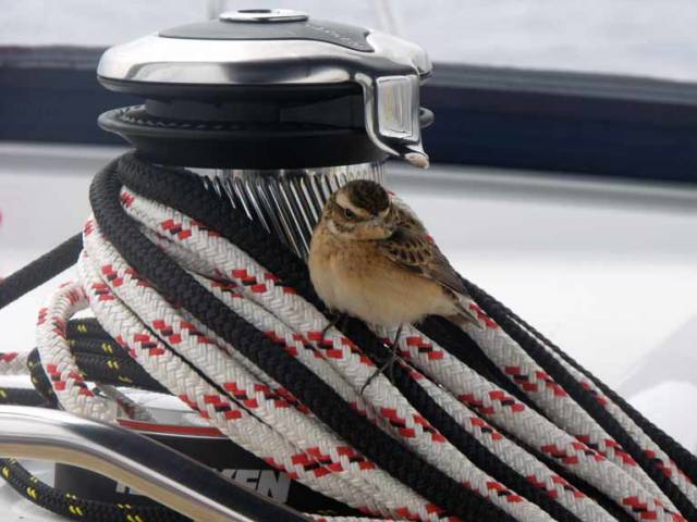 A bird settles on a Harken winch during a delivery voyage of a new Jeanneau from France to Turkey
