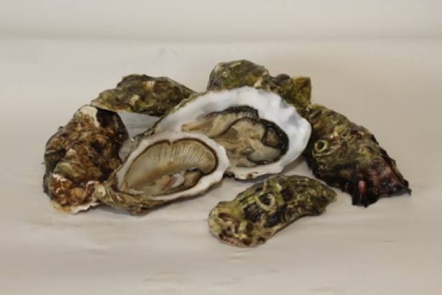 Pacific oysters are one of a number of species cultivated in the Irish aquaculture industry