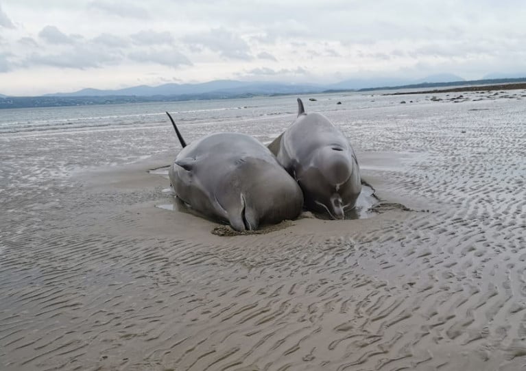 Two of the stranded bottlenose whales that died on Rossnowlagh beach on Wednesday