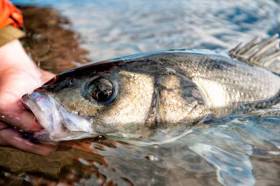 New EU Regulations For Irish Sea Bass Fishery