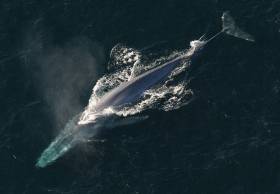 The blue whale is the largest animal known to have ever existed on earth