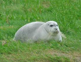The bearded seal has allegedly taken up residence at the Timoleague estuary for the last two months