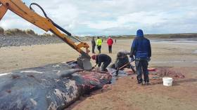 The IWDG team use local authority diggers to examine the sperm whale remains on Streedagh Strand