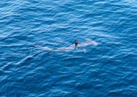 A migrating smooth hammerhead, swimming with its dorsal fin exposed, off the US east coast