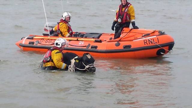 Fethard RNLI brings one of the two stranded bulls to safety