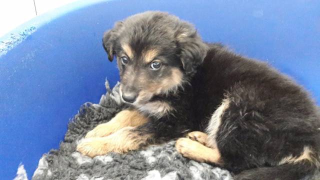 One of the puppies recovered on Saturday night at Dublin Port in the fourth such seizure this year