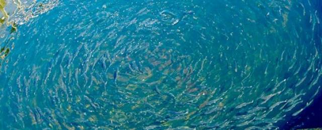 Calls For Compliance & Enforcement As Salmon Farm Escapees Run Five River Systems