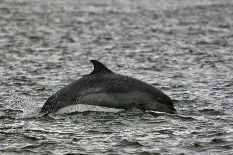Bottlenose dolphin in Irish waters