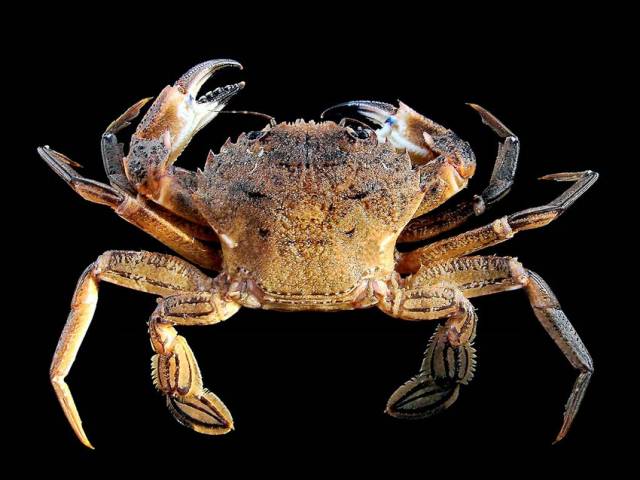 Velvet crab like this one will be protected in Irish waters by Minimum Conservation Reference Size (MCRS) regulations from 1 January next year