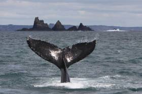 Have A Whale Of A Time This National Biodiversity Week