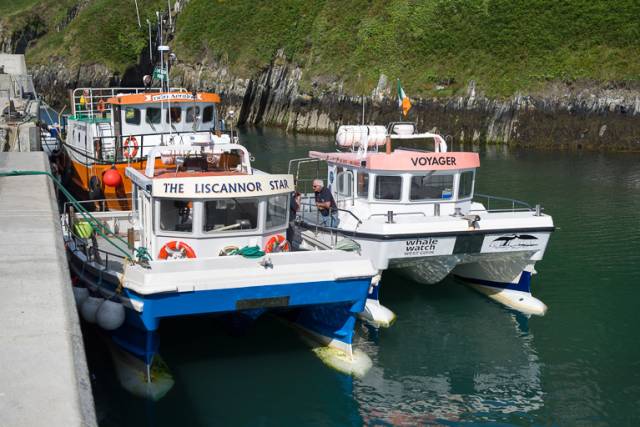 Marine Wildlife watching boats at Cape Clear Harbour