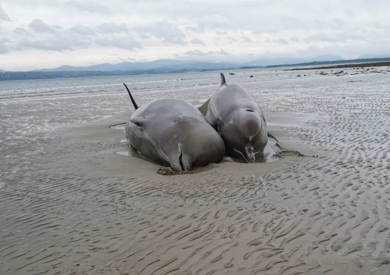Two of the stranded bottlenose whales that died on Rossnowlagh beach last Wednesday