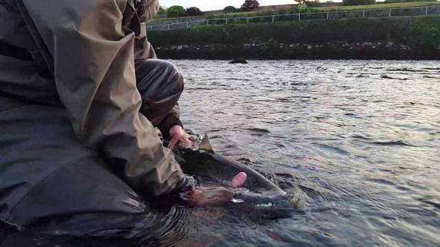 Catch and Release weekend to take place on Saturday 6th & Sunday 7th of July 2019