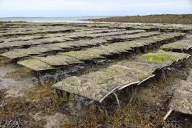 Oyster farming in Ireland