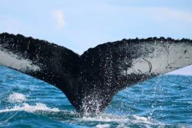 The new humpback whale as spotted near Inchydoney on Saturday 31 March