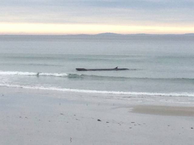 The large baleen whale spotted on Cross Beach at the weekend