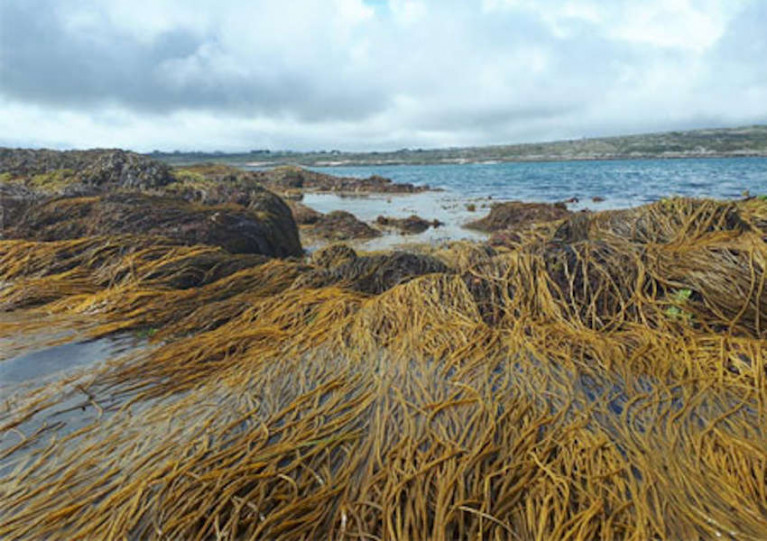 Research Contracts Awarded to Develop Ireland’s Seaweed Resource