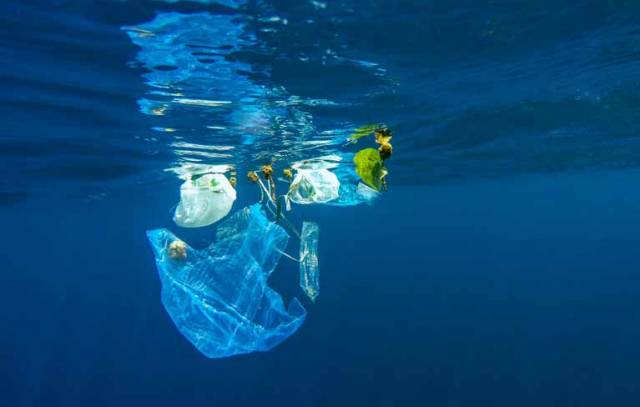 Plastic pollution is affecting marine life in even the most remote parts of the Atlantic Ocean