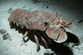 Slipper lobsters are usually found in much warmer climes