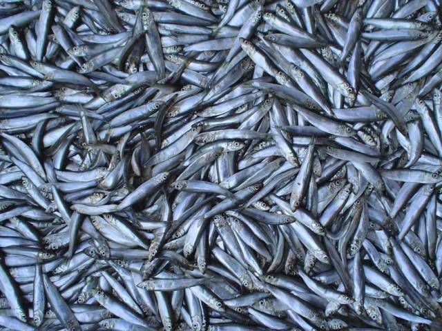 Sprats are the target fish for the seasonal pair trawling fishery in Irish waters