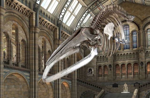 The skeleton of the blue whale recovered from the Wexford coast in 1891 will be hung in the London Natural History Museum's atrium from 2017