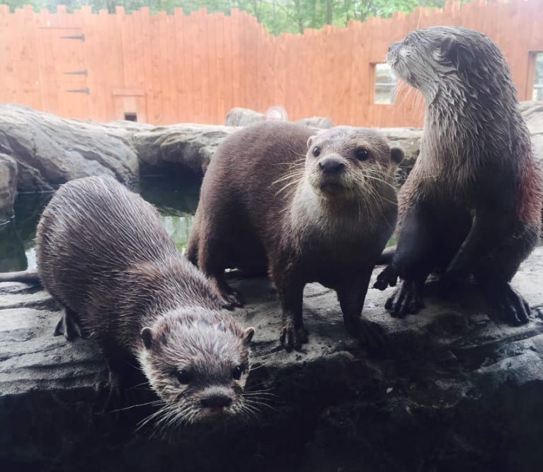Small-clawed Asian otters at the Exploris aquarium in Portaferry
