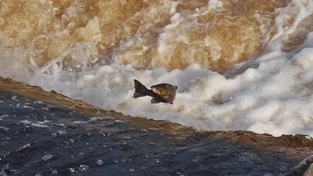 A wild salmon leaping in Northumberland, England