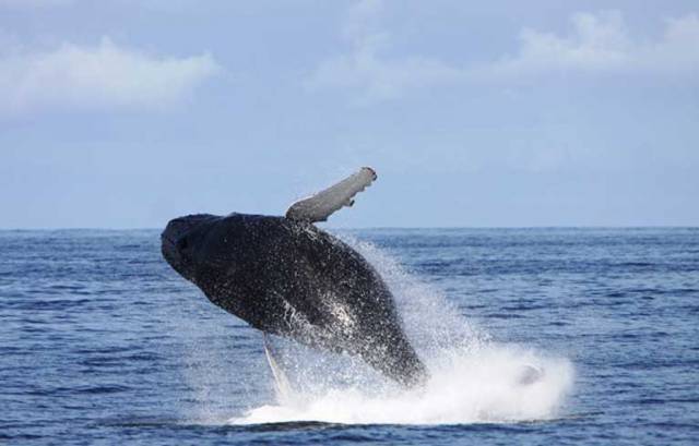 A Humpback Whale breaching in Irish waters
