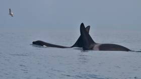 The two killer whales spotted by the IWDG’s Nick Massett in Dingle Bay on Monday 5 March