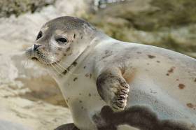 Exploris in Portaferry is currently caring for a number of seal pups like this one