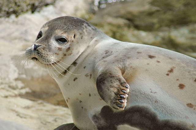 Exploris in Portaferry is currently caring for a number of seal pups like this one