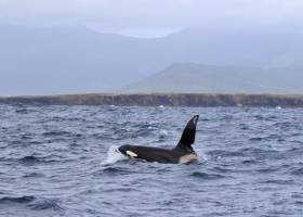 Killer whale John Coe spotted off Slea Head in Co Kerry on Monday 27 June