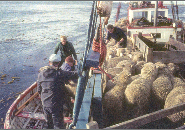 Sheep cargo Ilen Ketch