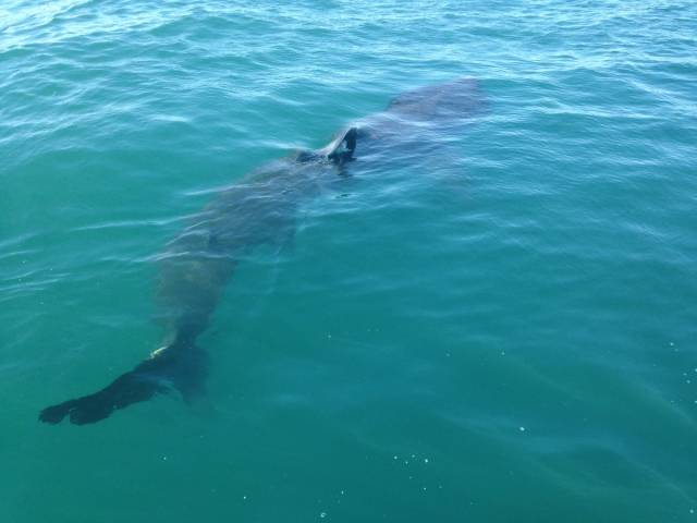 Basking in Cork sunshine - Basking Shark photographed in Cork Harbour