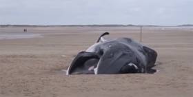 Mystery Of Fin Whale Beaching On UK’s North Sea Coast