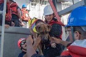 One of the two dogs rescued along with their owners from a small sailing yacht that had been adrift for months in the western Pacific
