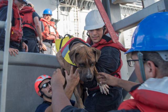 One of the two dogs rescued along with their owners from a small sailing yacht that had been adrift for months in the western Pacific