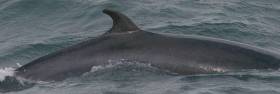 Minke whales, like this one, have stranded on every coastline in Ireland, according to the Irish Whale and Dolphin Group