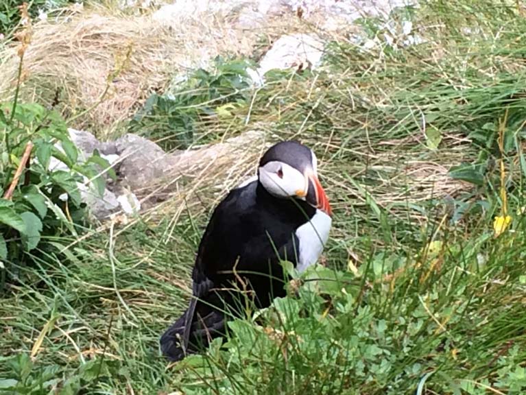 Thar be Puffins