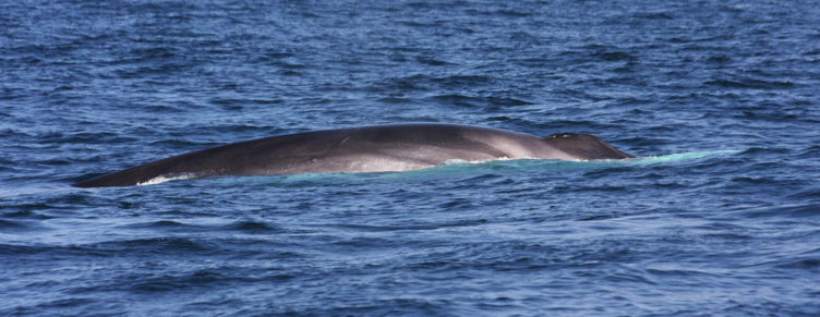 Fin whale feeding