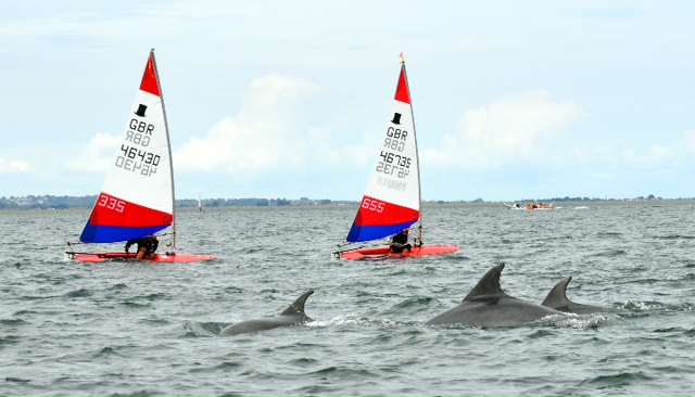 Topper-world-Dolphins_on_Dublin_bay